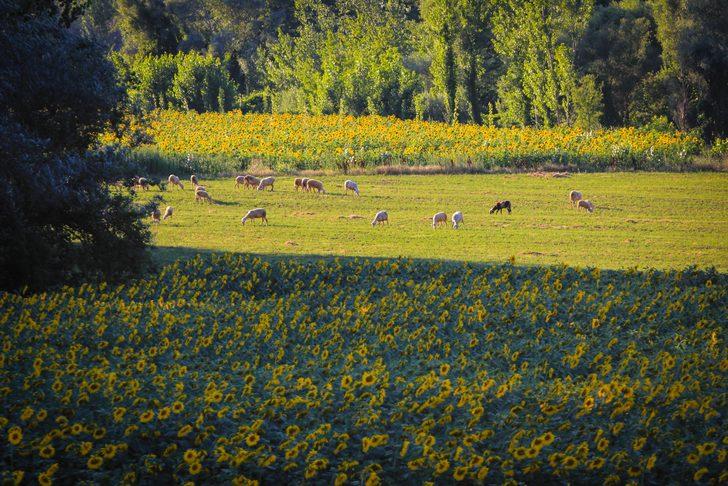 Domaniç yağlık ayçiçeğiyle sarıya büründü G2
