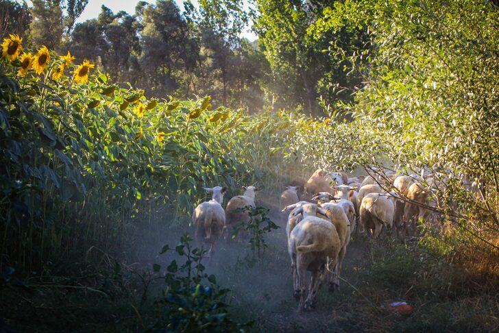 Domaniç yağlık ayçiçeğiyle sarıya büründü G3
