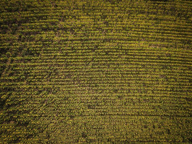 Domaniç yağlık ayçiçeğiyle sarıya büründü G4