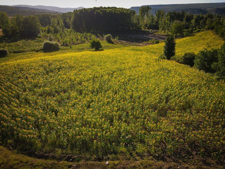 Domaniç yağlık ayçiçeğiyle sarıya büründü G5
