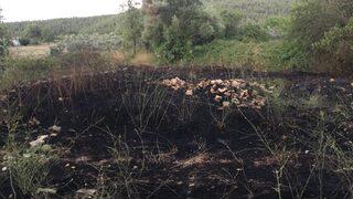 Muğla'da otluk alanda çıkan yangın evlere sıçramadan söndürüldü