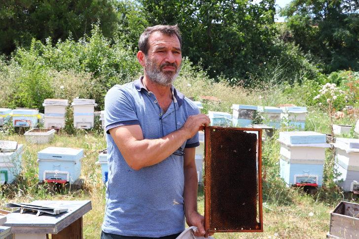 Trakya'da arıcılar ilaçlamanın arıların aktif olmadığı zamanlarda yapılmasını istiyor G2
