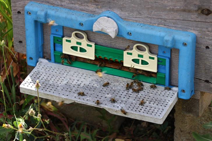 Trakya'da arıcılar ilaçlamanın arıların aktif olmadığı zamanlarda yapılmasını istiyor G3