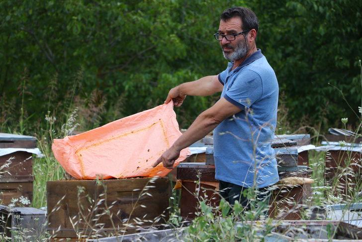 Trakya'da arıcılar ilaçlamanın arıların aktif olmadığı zamanlarda yapılmasını istiyor G4
