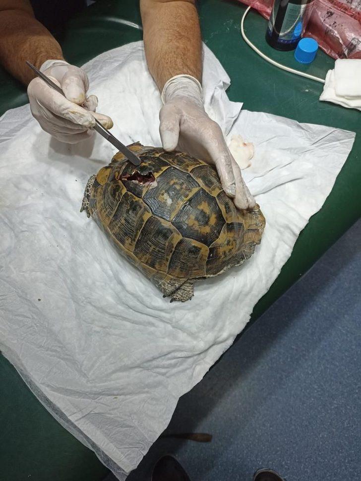 Mersin'de yaralı halde bulunan kaplumbağa tedavi edildi G1