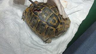 Mersin'de yaralı halde bulunan kaplumbağa tedavi edildi