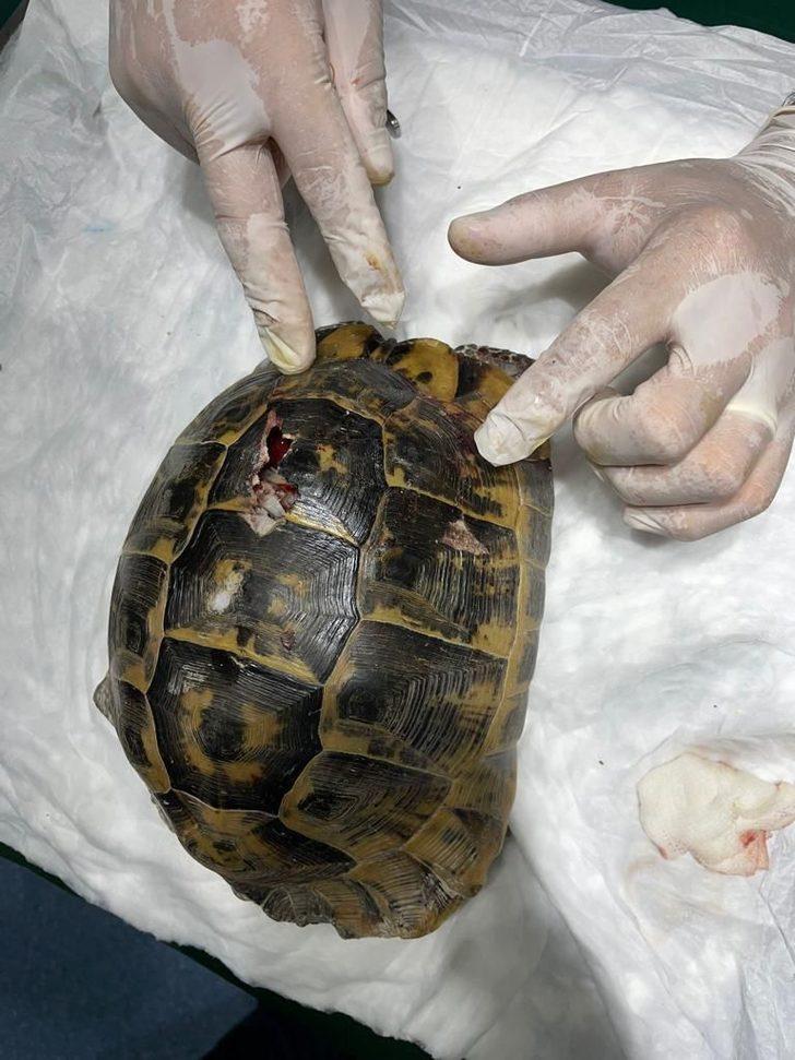 Mersin'de yaralı halde bulunan kaplumbağa tedavi edildi G2