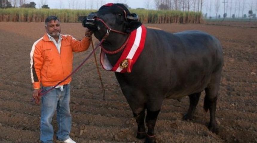 Spermi 3 bin  dolar eden boğa