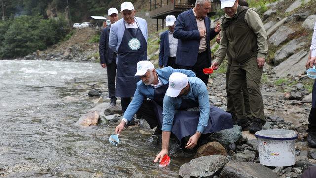 Fırtına Deresi'ne 50 bin kırmızı benekli alabalık yavrusu bırakıldı