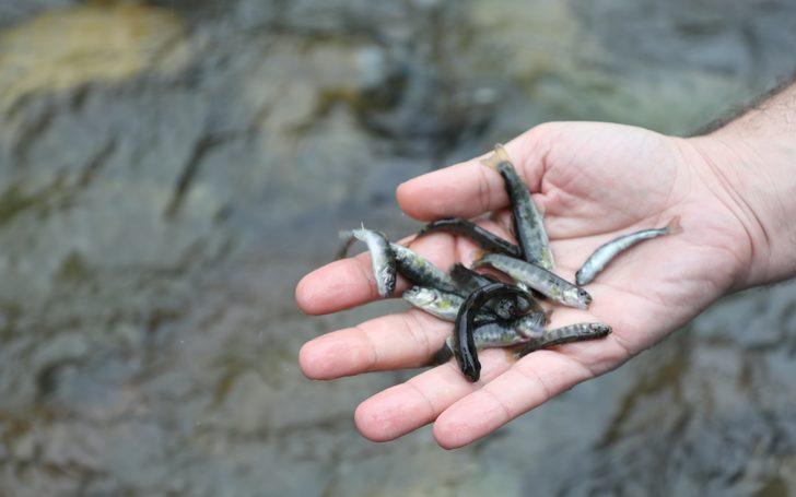 Fırtına Deresi'ne 50 bin kırmızı benekli alabalık yavrusu bırakıldı G3