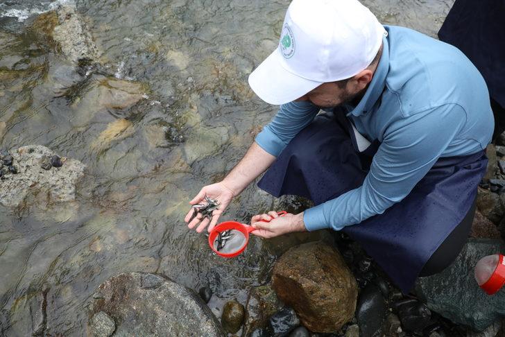 Fırtına Deresi'ne 50 bin kırmızı benekli alabalık yavrusu bırakıldı G4