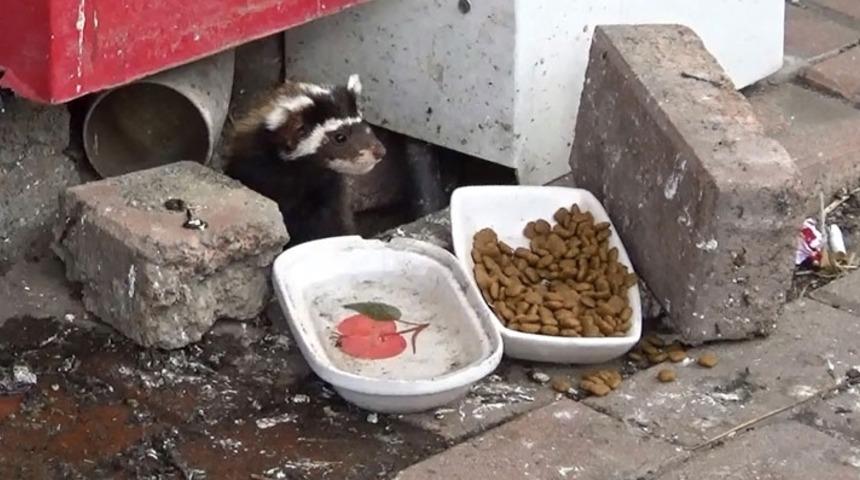 Tekirdağ'da alaca sansar görüldü