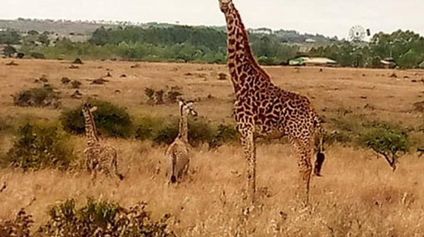 Eşine az rastlanan durum! Kenya'da nesli tükenme riskiyle karşı karşıya olan zürafa ikiz doğurdu
