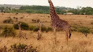 Eşine az rastlanan durum! Kenya'da nesli tükenme riskiyle karşı karşıya olan zürafa ikiz doğurdu