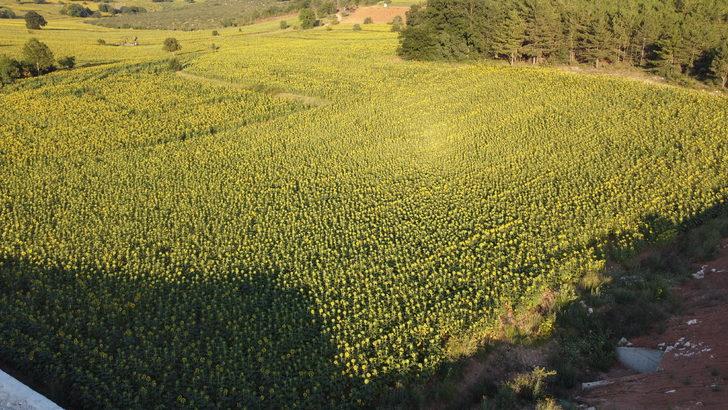 Bilecik Valisi Kızılkaya, ayçiçeği tarlalarında inceleme yaptı: G1