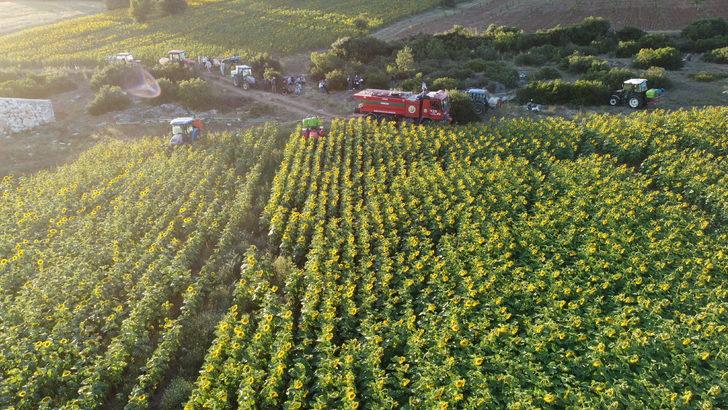 Bilecik Valisi Kızılkaya, ayçiçeği tarlalarında inceleme yaptı: G2