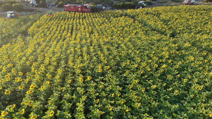 Bilecik Valisi Kızılkaya, ayçiçeği tarlalarında inceleme yaptı: G3