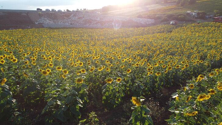 Bilecik Valisi Kızılkaya, ayçiçeği tarlalarında inceleme yaptı: G4