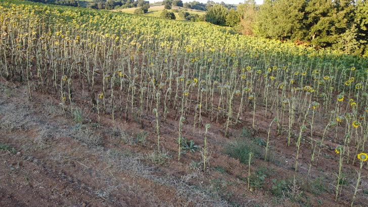 Bilecik Valisi Kızılkaya, ayçiçeği tarlalarında inceleme yaptı: G5