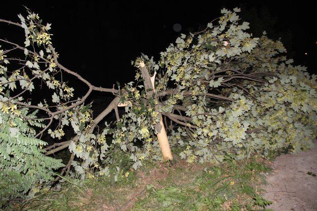 Kocaeli'de kontrolden çıkan otomobil ağaca çarparak durabildi