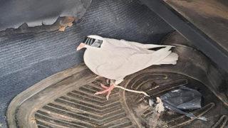 Kaçak avcıların yöntemi pes dedirtti! Güvercinin gözlerini bantlayıp...