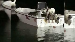 Nesli tükenme tehlikesi altında! 'Lutra lutra' İstanbul'da görüntülendi