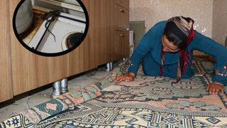 5 yıldır kabusu yaşıyorlar! Yetkililerden yardım istedi: Sürü halinde ortaya çıkıyorlar, özellikle geceleri...