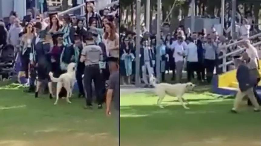 Ege Üniversitesi mezuniyet töreninde köpek saldırısı! Korku dolu anlar kamerada
