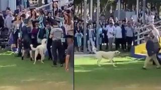 Ege Üniversitesi mezuniyet töreninde köpek saldırısı! Korku dolu anlar kamerada