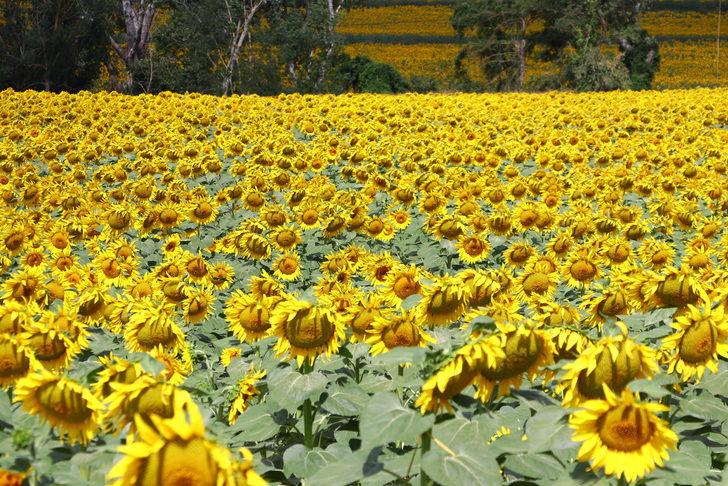 Trakya'da "çayır tırtılına" karşı ilaçlı mücadelede sona gelindi G1