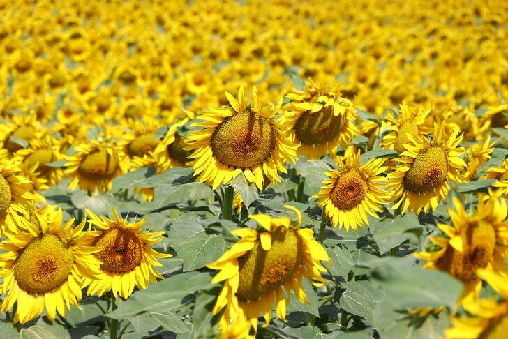 Trakya'da "çayır tırtılına" karşı ilaçlı mücadelede sona gelindi G2
