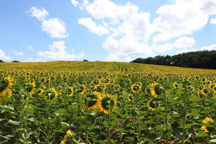 Trakya'da "çayır tırtılına" karşı ilaçlı mücadelede sona gelindi G3