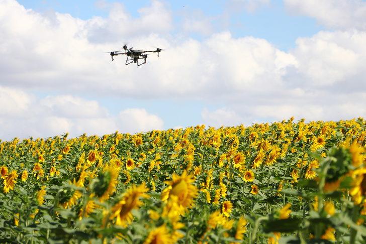 Trakya'da "çayır tırtılına" karşı ilaçlı mücadelede sona gelindi G5