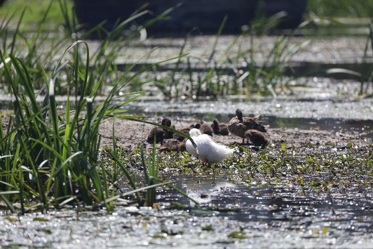 Tunca ve Meriç'te su seviyesi sıcaklık ve sulamaya bağlı düştü G2