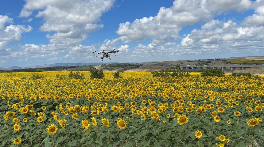 'Çayır tırtılı' paniği İstanbul'a da sıçradı! 4 ilçede görüldü: "30 yıl sonra ilk kez..."