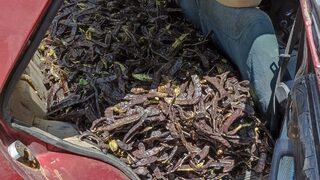 Antalya'da keçiboynuzu hırsızlığı şüphelileri yakalandı