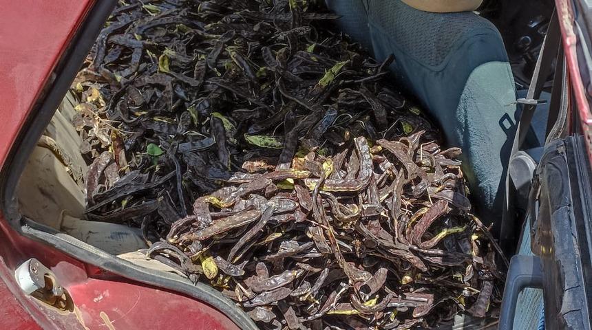 Antalya'da keçiboynuzu hırsızlığı şüphelileri yakalandı