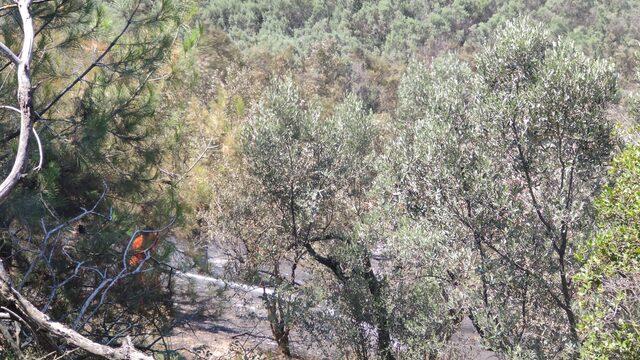 Bursa'da zeytinlik alanda çıkan yangın söndürüldü