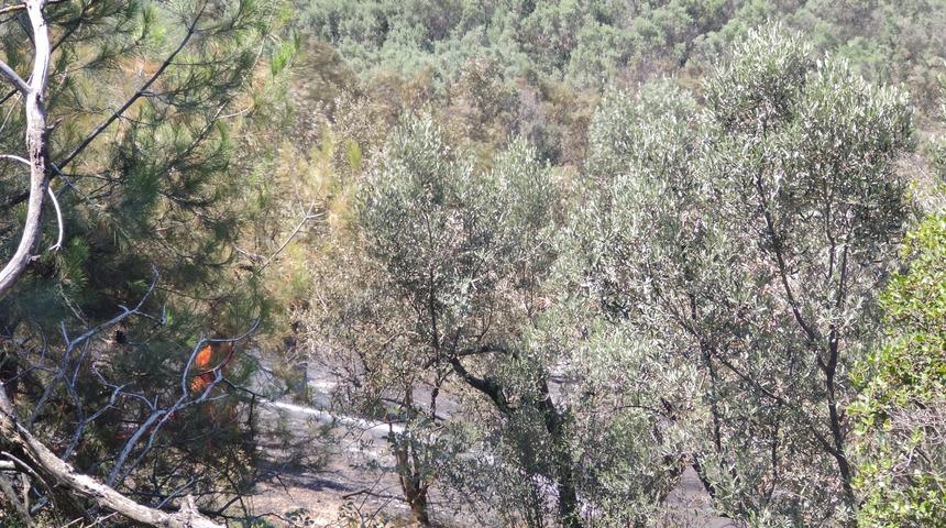 Bursa'da zeytinlik alanda çıkan yangın söndürüldü