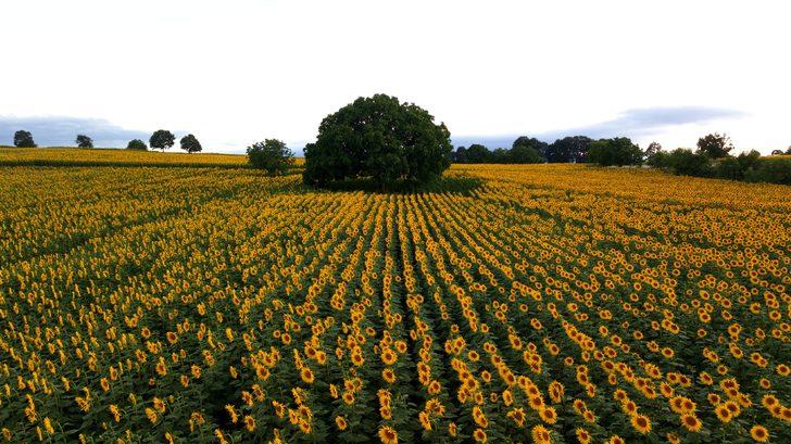 Samsun'da ağustosta hasadı yapılacak ayçiçekleri açtı G1