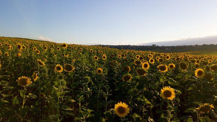 Samsun'da ağustosta hasadı yapılacak ayçiçekleri açtı G2