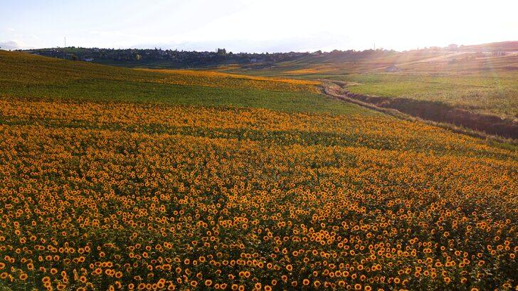 Samsun'da ağustosta hasadı yapılacak ayçiçekleri açtı G3