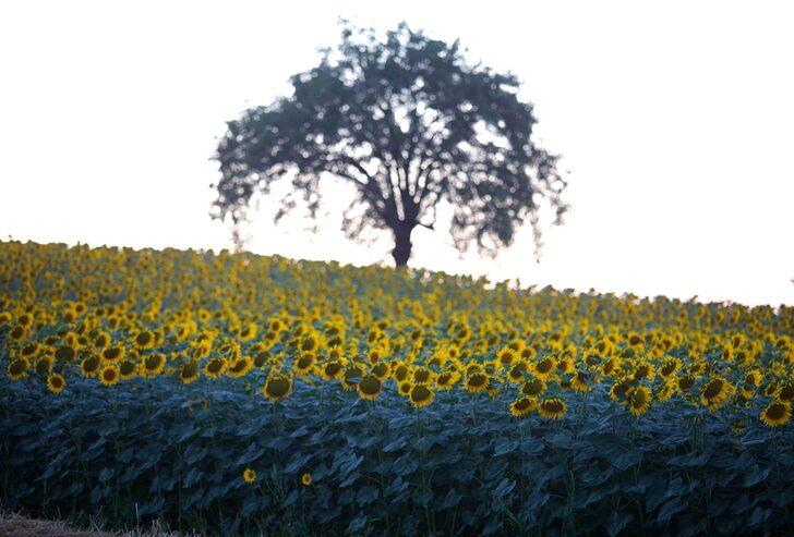 Samsun'da ağustosta hasadı yapılacak ayçiçekleri açtı G4