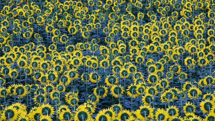 Samsun'da ağustosta hasadı yapılacak ayçiçekleri açtı G5