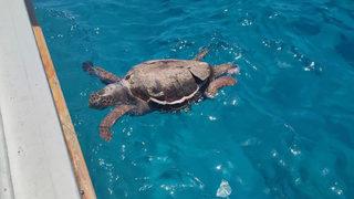 Kaş'ta deniz yüzeyinde ölü caretta caretta bulundu