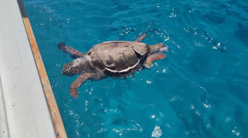 Kaş'ta deniz yüzeyinde ölü caretta caretta bulundu