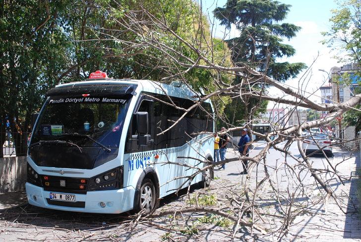 Pendik'te yolcu minibüsünün üzerine ağaç devrildi G2
