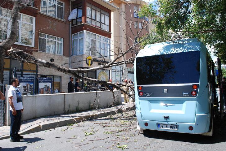Pendik'te yolcu minibüsünün üzerine ağaç devrildi G3