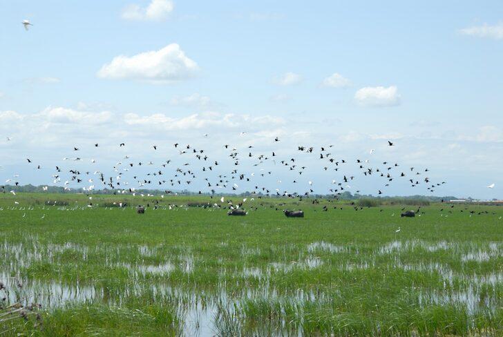 Kızılırmak Deltası Kuş Cenneti, 7 ayda 17 bin 726 ziyaretçi ağırladı G4