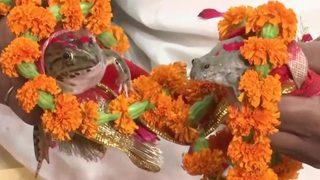 Hindistan’daki yağmur ritüeli herkesi şaşırttı! İki kurbağı zorla evlendirerek çözüm ürettiler